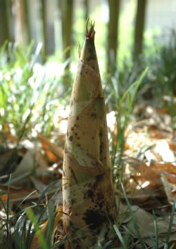 bamboescheut Phyllostachys